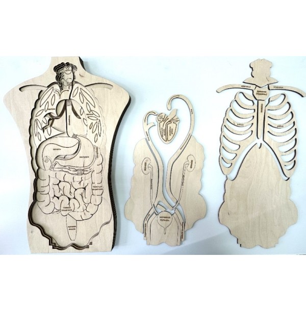 Анатомический конструктор-пазл «Строение тела человека»
