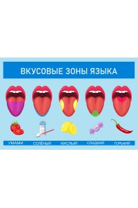 Стенд «Вкусовые зоны языка»