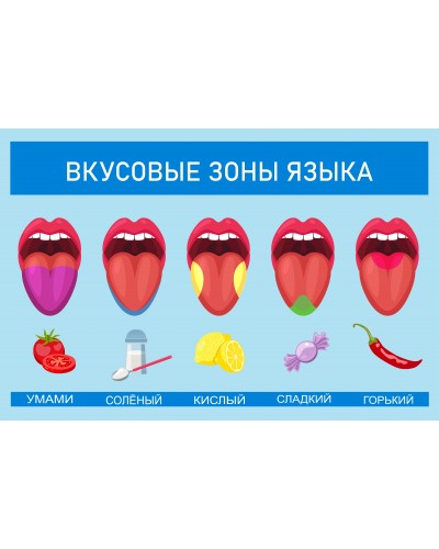 Стенд «Вкусовые зоны языка»