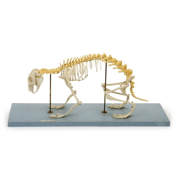 Модель остеологическая. Скелет кролика