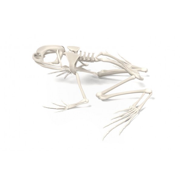 Модель остеологическая. Скелет лягушки