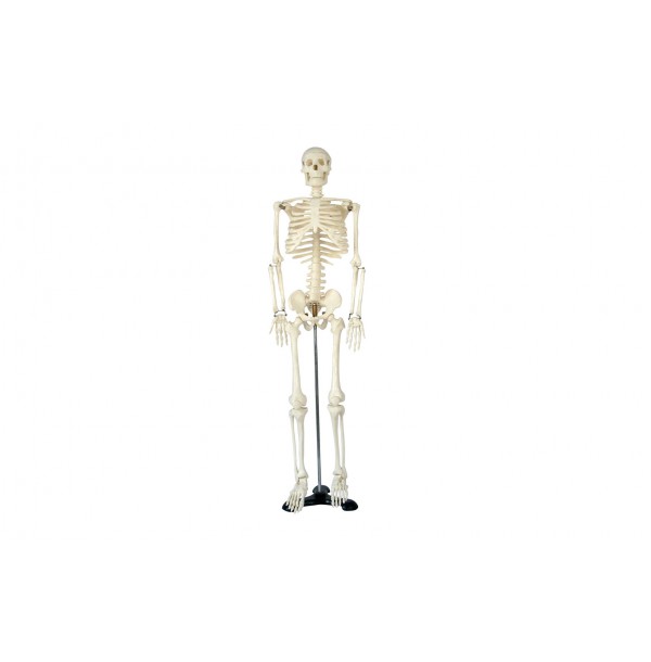Модель остеологическая. Скелет человека (850 мм, на подставке)